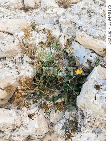 Small yellow wildflower grows among rocks and brown plants in dry environment. Rocky surface with cracks and crevices, tough spot, remains of plants. Contrast between vibrant bloom, life and stones Small yellow wildflower grows among rocks and brown plants in dry environment. Rocky surface with cracks and crevices, tough spot, remains of plants. Contrast between vibrant bloom, life and stones 139448175