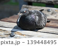 ベンチで休む鳩 139448495