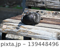 ベンチで休む鳩 139448496