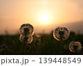 夕陽に輝くタンポポの綿毛 139448549
