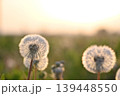 夕陽に輝くタンポポの綿毛 139448550