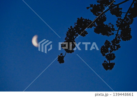 月と夜桜 月と夜桜 139448661