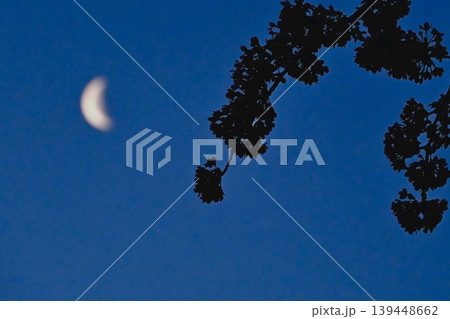 月と夜桜 月と夜桜 139448662