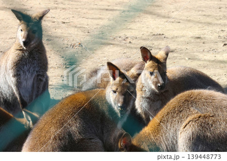 Group of wallabies resting together on sandy ground, with a wire fence visible in the foreground and sunlight illuminating their fur Group of wallabies resting together on sandy ground, with a wire fence visible in the foreground and sunlight illuminating their fur 139448773