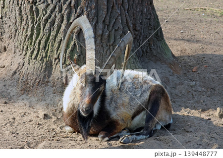 Male ibex resting near a large tree with textured bark, showcasing impressive curved horns and a sandy ground in a natural outdoor setting 139448777
