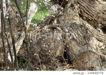 Porcupine hidden among fallen logs and blooming flowers in a forested area, showcasing natural habitat and seasonal flora Porcupine hidden among fallen logs and blooming flowers in a forested area, showcasing natural habitat and seasonal flora 139448779