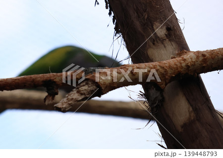 Colorful Bird in Natural Habitat with Branch Detail for Wildlife Photography Colorful Bird in Natural Habitat with Branch Detail for Wildlife Photography 139448793