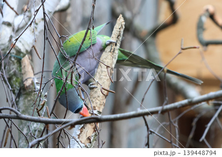 Vibrant Parrot Perched on Branch in Natural Habitat - Wildlife Photography for Nature Enthusiasts Vibrant Parrot Perched on Branch in Natural Habitat - Wildlife Photography for Nature Enthusiasts 139448794