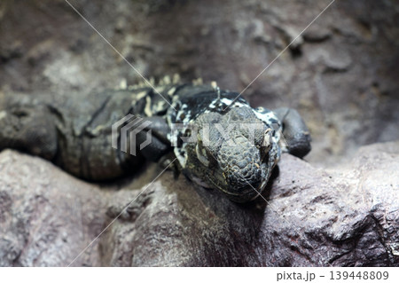 Close-Up of Iguana Resting on Rock in Natural Habitat Close-Up of Iguana Resting on Rock in Natural Habitat 139448809