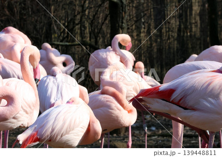 Serene Flamingo Flock in Natural Habitat During Spring Serene Flamingo Flock in Natural Habitat During Spring 139448811