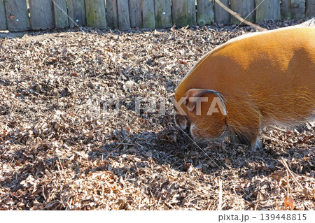 Red River Hog Foraging in Forest Mulch - Rustic Farm and Nature Scene for Wall Art or Educational Content 139448815