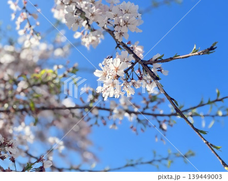 青空に映える桜 青空に映える桜 139449003