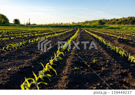 Corn germ field shows rows of small plants growing in straight lines with a clear sky above and green land surrounding the area 139449237