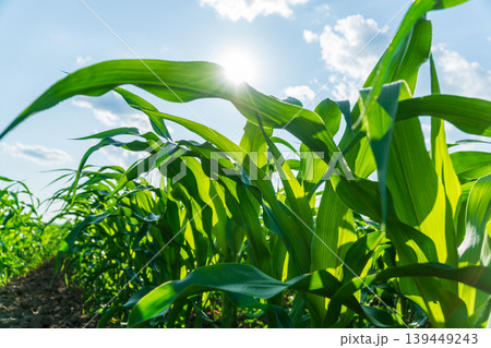 Corn plants rise in a field with sunlight shining on the leaves and clouds visible overhead during a sunny day Corn plants rise in a field with sunlight shining on the leaves and clouds visible overhead during a sunny day 139449243