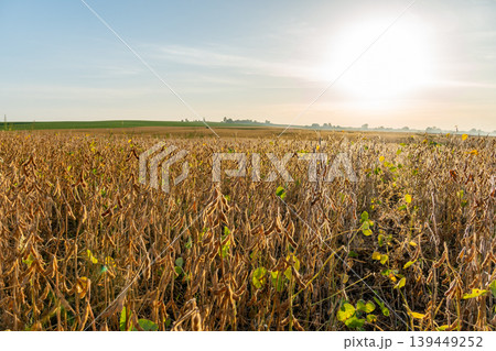 Ripe soybeans stand tall in the field, glowing in the sunlight as the day moves toward evening 139449252