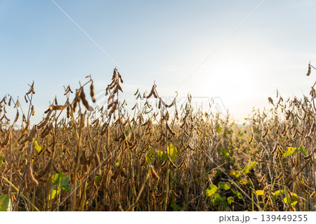 Soybeans stand tall in an agricultural field as the sun sets behind them. The plants show signs of maturity and readiness for harvest 139449255