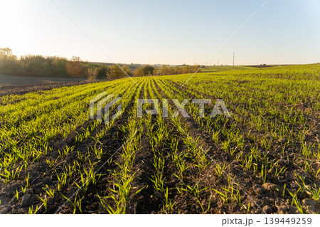 Winter wheat is growing in straight rows on a field during a sunny day in a rural setting with clear skies and distant trees Winter wheat is growing in straight rows on a field during a sunny day in a rural setting with clear skies and distant trees 139449259