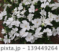 白いビオラ（ふかや緑の王国／埼玉県深谷市櫛引24-2） 139449264