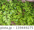 クッションモス(セラギネラ)（ふかや緑の王国／埼玉県深谷市櫛引24-2） 139449275