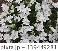 白いビオラ（ふかや緑の王国／埼玉県深谷市櫛引24-2） 139449281