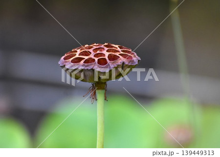 ハスの花が終わると蜂の巣のような花托が現れる ハスの花が終わると蜂の巣のような花托が現れる 139449313