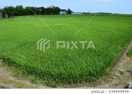 田植え3ヶ月後の水田 田植え3ヶ月後の水田 139449449