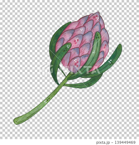 Pink protea with an elegant stem and leaves. Hand-drawn watercolor illustration, cartoon. Plant, nature, card, invitation, vintage, green, pink, burgundy, purple Pink protea with an elegant stem and leaves. Hand-drawn watercolor illustration, cartoon. Plant, nature, card, invitation, vintage, green, pink, burgundy, purple 139449469