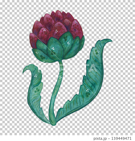 Burgundy artichoke flower with leaves. Hand-drawn watercolor illustration, cartoon. Plant, nature, card, invitation, vintage, green, burgundy, elegant Burgundy artichoke flower with leaves. Hand-drawn watercolor illustration, cartoon. Plant, nature, card, invitation, vintage, green, burgundy, elegant 139449471