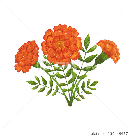 An arrangement of red marigold flowers and leaves. Hand-drawn watercolor illustration, cartoon. Suitable for invitations, posters, cards, or prints. Summer, plants, flowers An arrangement of red marigold flowers and leaves. Hand-drawn watercolor illustration, cartoon. Suitable for invitations, posters, cards, or prints. Summer, plants, flowers 139449477