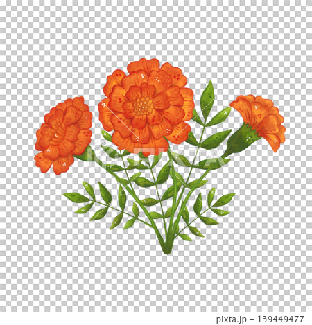 An arrangement of red marigold flowers and leaves. Hand-drawn watercolor illustration, cartoon. Suitable for invitations, posters, cards, or prints. Summer, plants, flowers An arrangement of red marigold flowers and leaves. Hand-drawn watercolor illustration, cartoon. Suitable for invitations, posters, cards, or prints. Summer, plants, flowers 139449477