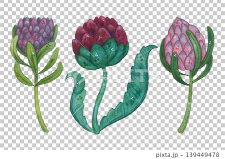 A set of flowers, protea, and artichoke. Hand-drawn watercolor illustration, cartoon. Plant, nature, card, invitation, vintage, green, pink, burgundy 139449478