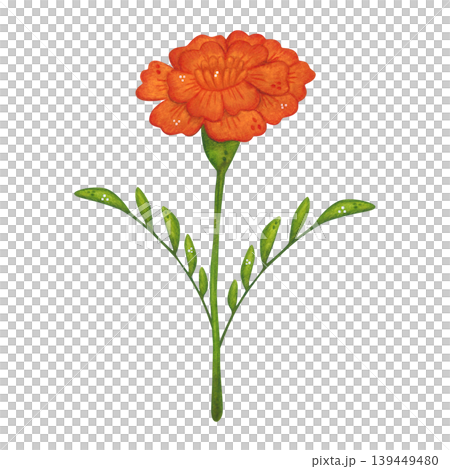 A red marigold flower on a stem with leaves. Hand-drawn watercolor illustration in a cartoon. Design for invitations, posters, cards, or prints. Indian, holiday, plant A red marigold flower on a stem with leaves. Hand-drawn watercolor illustration in a cartoon. Design for invitations, posters, cards, or prints. Indian, holiday, plant 139449480