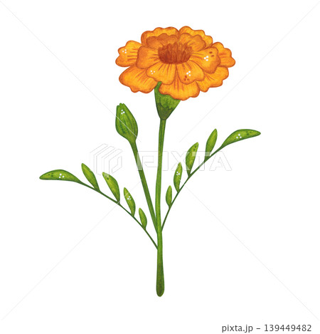 A yellow marigold flower on a stem with leaves. Hand-drawn watercolor illustration in a cartoon. Design for invitations, posters, cards, or prints. India, holiday, plant 139449482