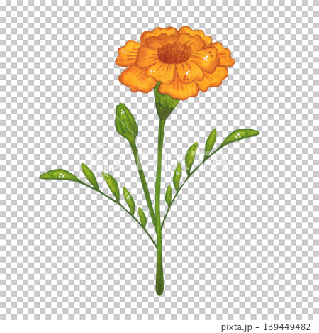 A yellow marigold flower on a stem with leaves. Hand-drawn watercolor illustration in a cartoon. Design for invitations, posters, cards, or prints. India, holiday, plant A yellow marigold flower on a stem with leaves. Hand-drawn watercolor illustration in a cartoon. Design for invitations, posters, cards, or prints. India, holiday, plant 139449482