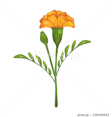 A yellow marigold flower bud on a stem with leaves. Hand-drawn watercolor illustration in a cartoon. Design for invitations, posters, cards, or prints. India, holiday, plant 139449483