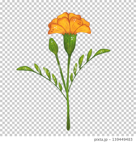 A yellow marigold flower bud on a stem with leaves. Hand-drawn watercolor illustration in a cartoon. Design for invitations, posters, cards, or prints. India, holiday, plant 139449483