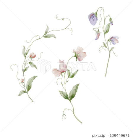 Set of 3 hand painted watercolor pink and purple sweet pea flower stems with tendrils isolated on white. Floral Illustration for design, print, fabric, background. Set of 3 hand painted watercolor pink and purple sweet pea flower stems with tendrils isolated on white. Floral Illustration for design, print, fabric, background. 139449671