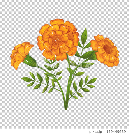 An arrangement of orange marigold flowers and leaves. Hand-drawn watercolor illustration, cartoon. Suitable for invitations, posters, cards, or prints. Summer, plants, flowers An arrangement of orange marigold flowers and leaves. Hand-drawn watercolor illustration, cartoon. Suitable for invitations, posters, cards, or prints. Summer, plants, flowers 139449689