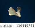 カレイ イシガレイ 海水魚 泳ぐカレイ カレイ イシガレイ 海水魚 泳ぐカレイ 139449751