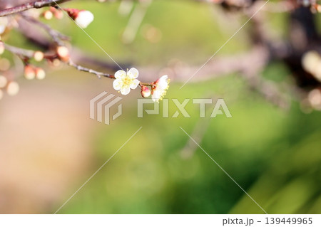 可愛い 梅の花 白梅 可愛い 梅の花 白梅 139449965