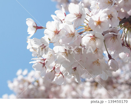 青空に映える満開の桜 青空に映える満開の桜 139450170