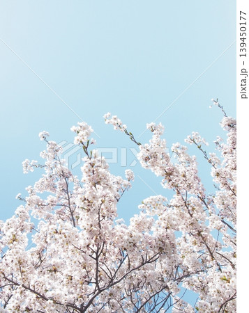 青空に映える満開の桜 139450177