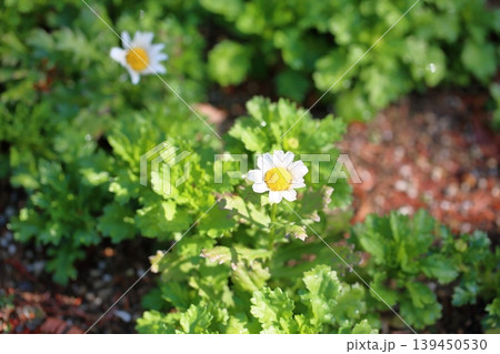 爽やか　冬の菊　ノースポール 139450530