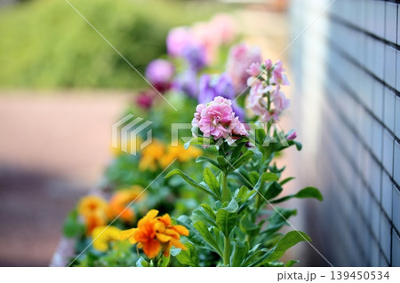 可愛い ストックの花 可愛い ストックの花 139450534