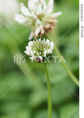 シロツメ草の花とテントウムシ シロツメ草の花とテントウムシ 139450564