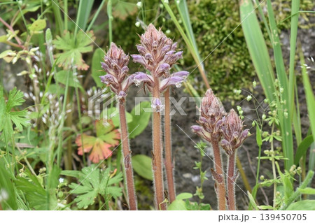 寄生植物のヤセウツボ 寄生植物のヤセウツボ 139450705