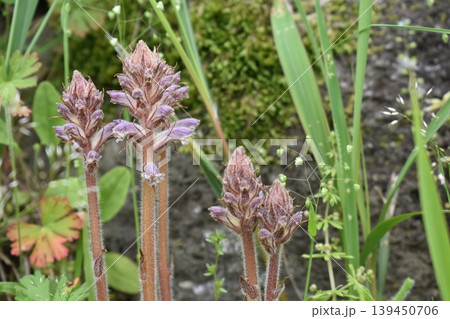 寄生植物のヤセウツボ 寄生植物のヤセウツボ 139450706