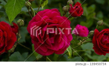 red red 139450734