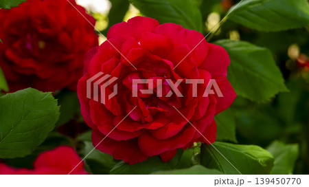 red red 139450770