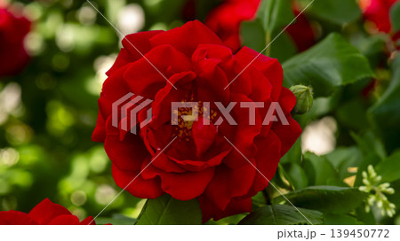 red red 139450772